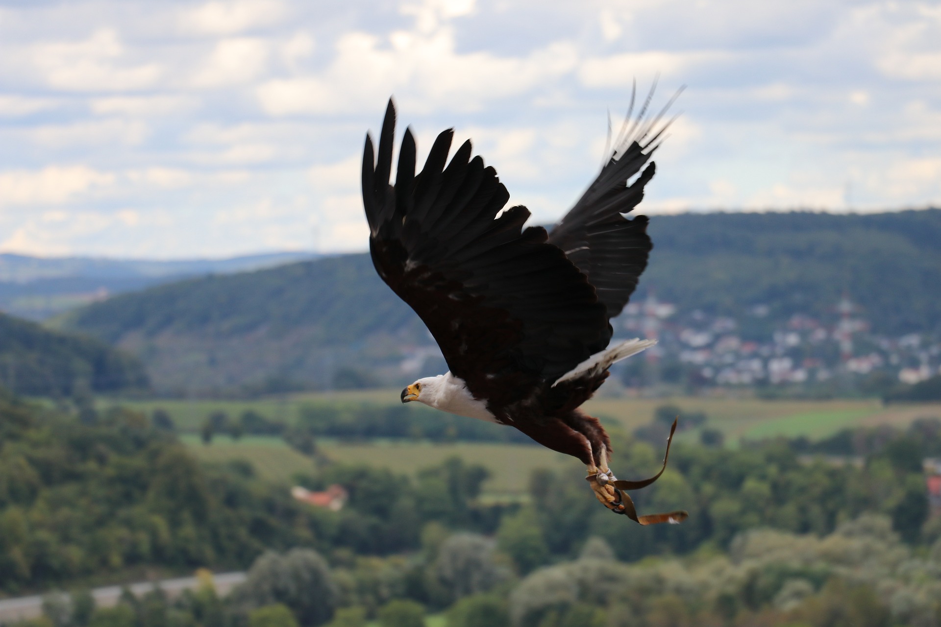 Aves de Rapina Caçando.
